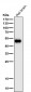 Anti-GFAP Rabbit Monoclonal Antibody