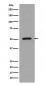 Anti-FLI1 Rabbit Monoclonal Antibody