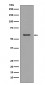 Anti-CCR3 Rabbit Monoclonal Antibody