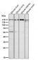 Anti-EEA1 Rabbit Monoclonal Antibody