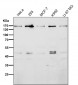 Anti-EEA1 Rabbit Monoclonal Antibody