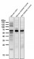Anti-TPH1/Tph Rabbit Monoclonal Antibody
