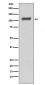 Anti-Daxx Rabbit Monoclonal Antibody