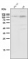 Anti-Daxx Rabbit Monoclonal Antibody
