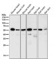 Anti-SGK1/Sgk Rabbit Monoclonal Antibody