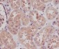 Anti-STK3/Mst2 Rabbit Monoclonal Antibody