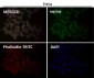 Anti-JNK2 MAPK9 Rabbit Monoclonal Antibody