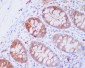 Anti-JNK2 MAPK9 Rabbit Monoclonal Antibody