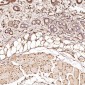 Anti-JNK2 MAPK9 Rabbit Monoclonal Antibody