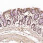 Anti-JNK2 MAPK9 Rabbit Monoclonal Antibody