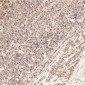 Anti-JNK2 MAPK9 Rabbit Monoclonal Antibody