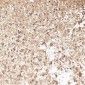Anti-JNK2 MAPK9 Rabbit Monoclonal Antibody