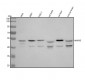 Anti-JNK2 MAPK9 Rabbit Monoclonal Antibody