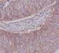 Anti-JAM1 Rabbit Monoclonal Antibody