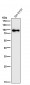 Anti-Ku80 XRCC5 Rabbit Monoclonal Antibody