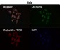 Anti-Hes1 Rabbit Monoclonal Antibody
