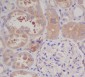 Anti-GARS Rabbit Monoclonal Antibody