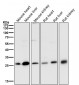 Anti-NQO2 Rabbit Monoclonal Antibody