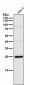 Anti-NQO2 Rabbit Monoclonal Antibody