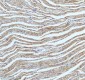 Anti-CPT2 Rabbit Monoclonal Antibody
