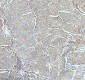 Anti-CPT2 Rabbit Monoclonal Antibody