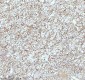 Anti-CPT2 Rabbit Monoclonal Antibody