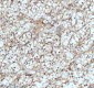 Anti-CPT2 Rabbit Monoclonal Antibody