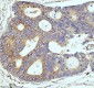 Anti-CPT2 Rabbit Monoclonal Antibody