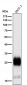 Anti-MUC1 Rabbit Monoclonal Antibody