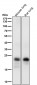 Anti-MUC1 Rabbit Monoclonal Antibody