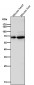 Anti-COX1 PTGS1 Rabbit Monoclonal Antibody