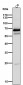 Anti-COX1 PTGS1 Rabbit Monoclonal Antibody