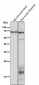 Anti-COX1 PTGS1 Rabbit Monoclonal Antibody
