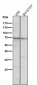 Anti-COX1 PTGS1 Rabbit Monoclonal Antibody