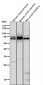 Anti-COX1 PTGS1 Rabbit Monoclonal Antibody