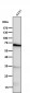 Anti-COX1 PTGS1 Rabbit Monoclonal Antibody