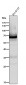 Anti-COX1 PTGS1 Rabbit Monoclonal Antibody