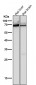 Anti-COX1 PTGS1 Rabbit Monoclonal Antibody