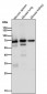 Anti-COX1 PTGS1 Rabbit Monoclonal Antibody