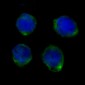 Anti-CD14 Rabbit Monoclonal Antibody