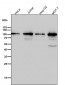 Anti-TOP1/Topoisomerase I Rabbit Monoclonal Antibody