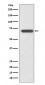 Anti-SHP2 PTPN11 Rabbit Monoclonal Antibody