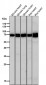 Anti-SHP2 PTPN11 Rabbit Monoclonal Antibody