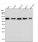 Anti-SHP2 PTPN11 Rabbit Monoclonal Antibody