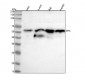Anti-IRF3 Rabbit Monoclonal Antibody