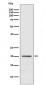 Anti-ARF1 Rabbit Monoclonal Antibody