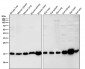 Anti-ARF1 Rabbit Monoclonal Antibody