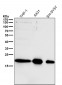 Anti-ARF1 Rabbit Monoclonal Antibody