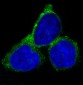 Anti-RAB7 RAB7A Rabbit Monoclonal Antibody
