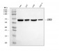 Anti-CDK8 Rabbit Monoclonal Antibody